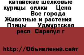 китайские шелковые курицы (силки) › Цена ­ 2 500 - Все города Животные и растения » Птицы   . Удмуртская респ.,Сарапул г.